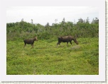 Moose - Western Brook Pond 4 * 2592 x 1944 * (1.46MB)